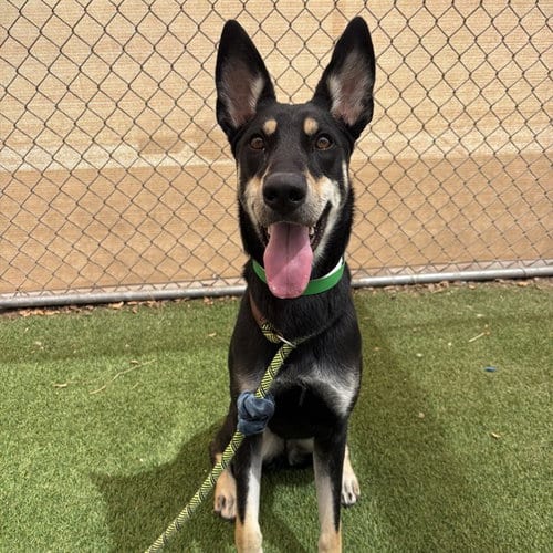 Photo of Jelly, adoptable Australian Kelpie in Phoenix, Arizona