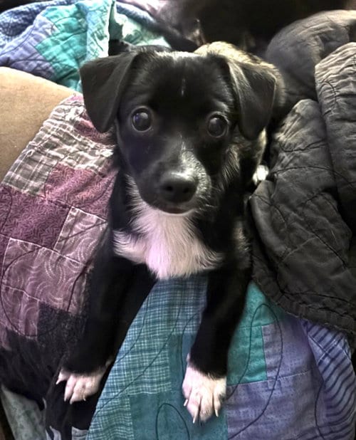 Photo of Elsa, adoptable Terrier in Grafton, Wisconsin