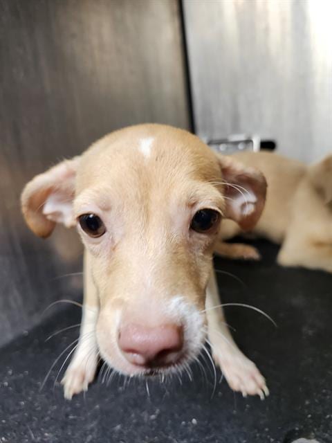 Photo of Princess, adoptable Chihuahua in San Antonio, Texas