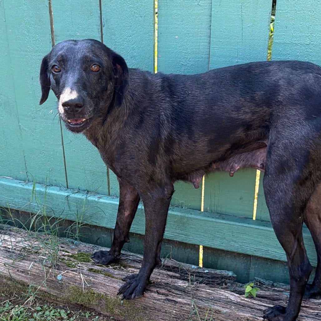 Photo of Buffy, adoptable Retriever, Labrador in Starkville, Mississippi