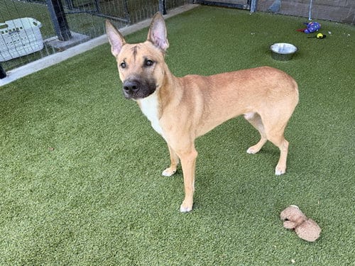 Photo of Haas, adoptable German Shepherd Dog in Garland, Texas