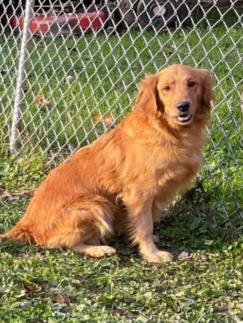 Photo of Elsa, adoptable Golden Retriever in Lewistown, Pennsylvania