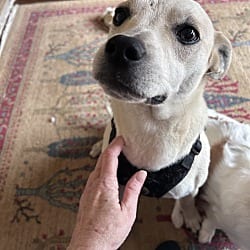 Photo of Marty, adoptable Labrador Retriever in Union Grove, Wisconsin