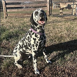 Photo of Rolly-Spartanburg, SC, adoptable Dalmatian in Southern CA, California