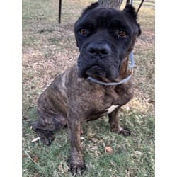 Photo of Porkchop, adoptable Cane Corso in Texas City, Texas