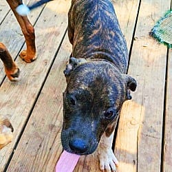 Photo of Peanut Butter, adoptable Pit Bull Terrier in Harrison, Arkansas