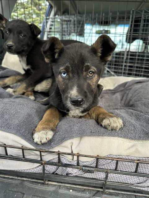 Photo of A356726, adoptable Siberian Husky in Stockton, California