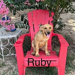 Photo of Ruby, adoptable Mutt Shepherd (Unknown Type) in Framingham, Massachusetts
