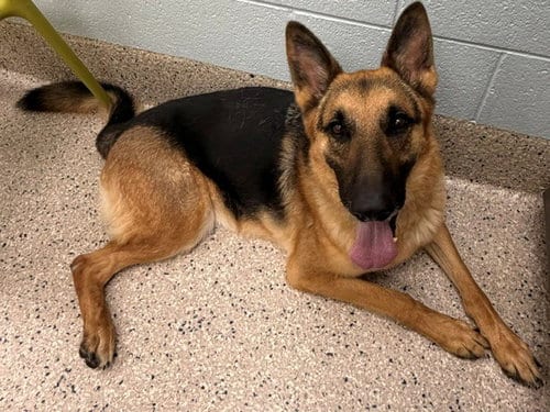 Photo of Loky, adoptable German Shepherd Dog in Brighton, Colorado