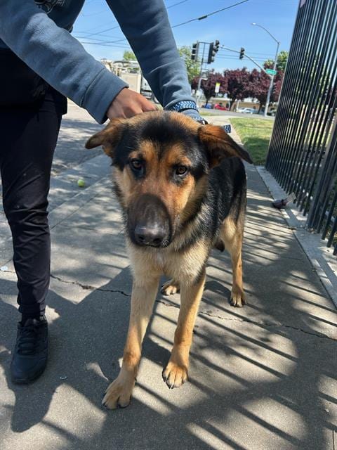 Photo of A358953, adoptable German Shepherd Dog in Stockton, California
