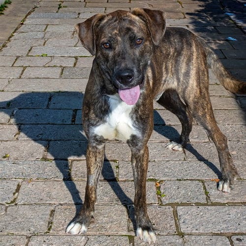 Photo of Scrabble, adoptable Plott Hound in St Louis, Missouri