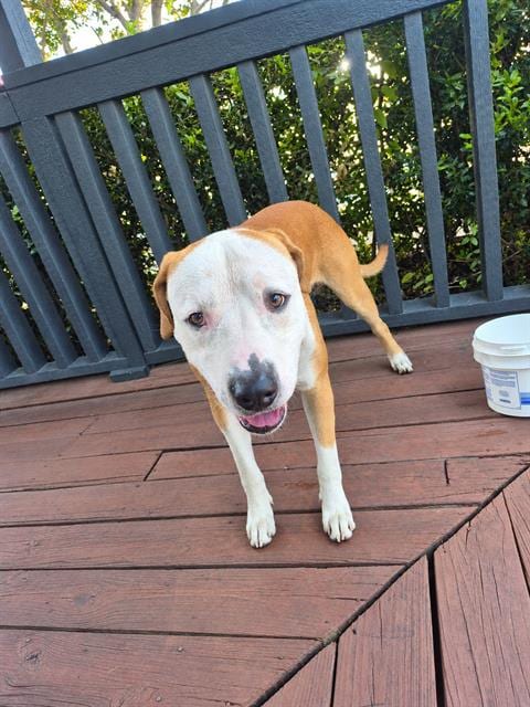 Photo of Mack, adoptable American Staffordshire Terrier in San Antonio, Texas