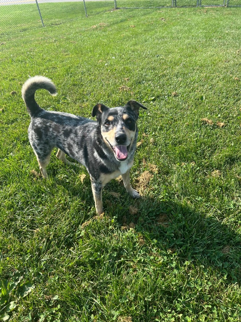 Photo of Ellie, adoptable Cattle Dog in New Cumberland, West Virginia