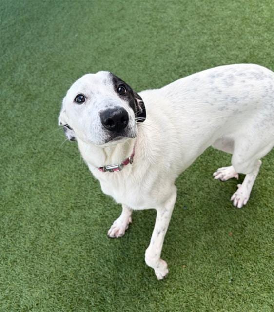 Photo of Egypt, adoptable Mixed Breed