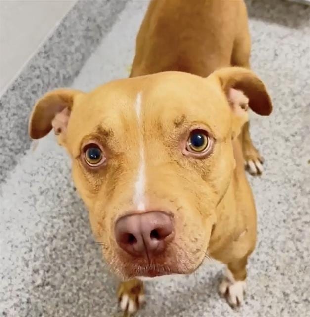 Photo of Cedric, adoptable Pit Bull Terrier in Houston, Texas