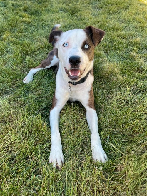 Photo of Romulus, adoptable Cattle Dog in Sandy, Utah