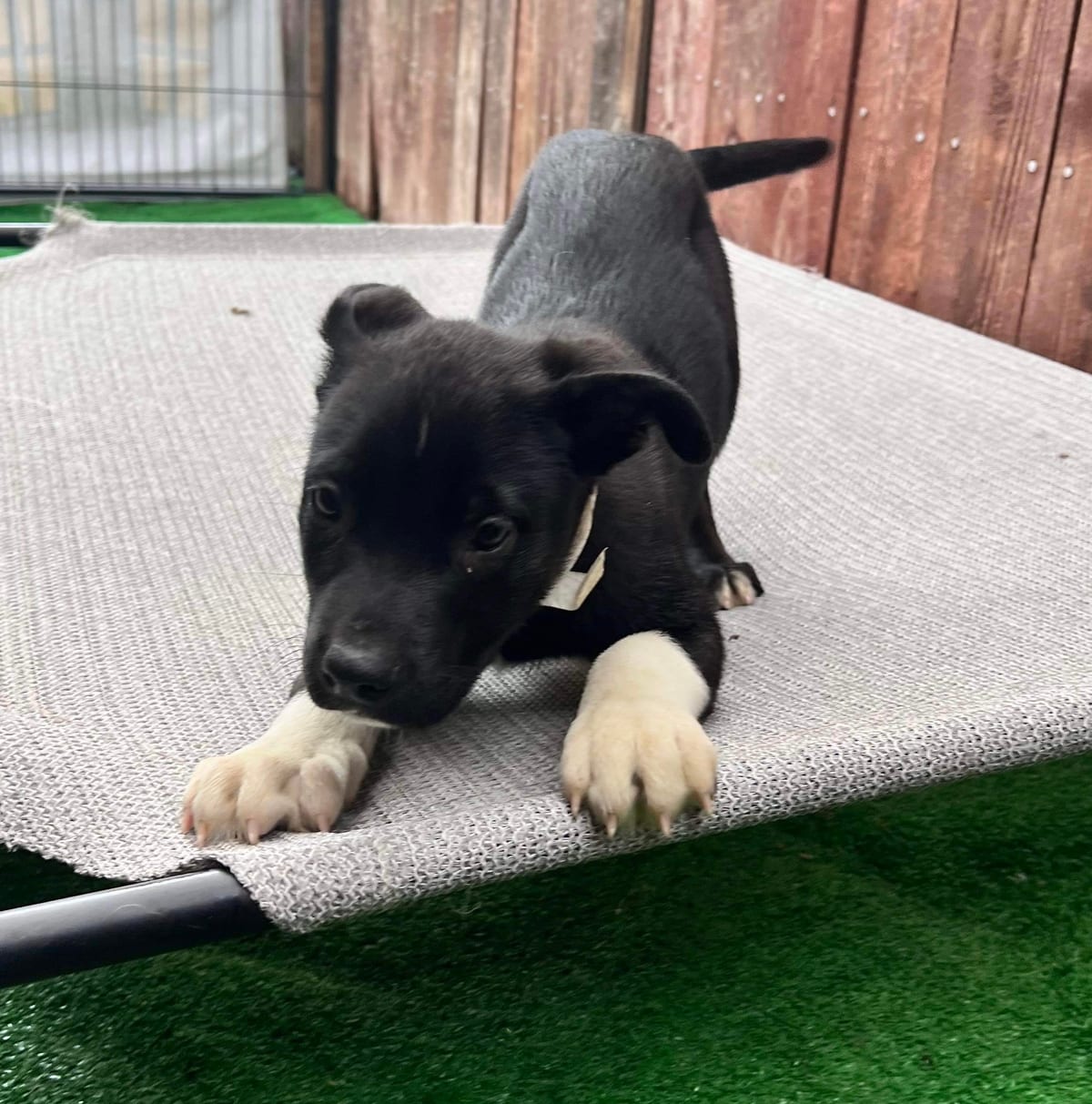 Photo of GeorgeB, adoptable American Staffordshire Terrier in San Diego, California