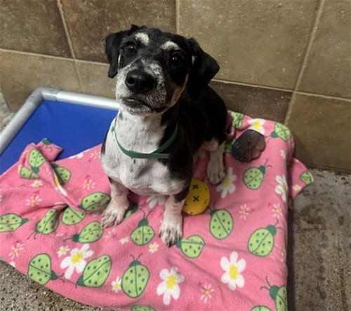 Photo of Lady, adoptable Border Terrier in Mesa, Arizona