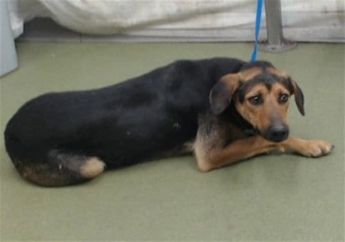 Photo of Maddie, adoptable German Shepherd Dog in San Bernardino, California