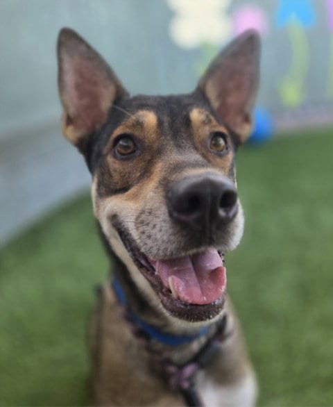 Photo of Harvey, adoptable German Shepherd Dog in Van Nuys, California