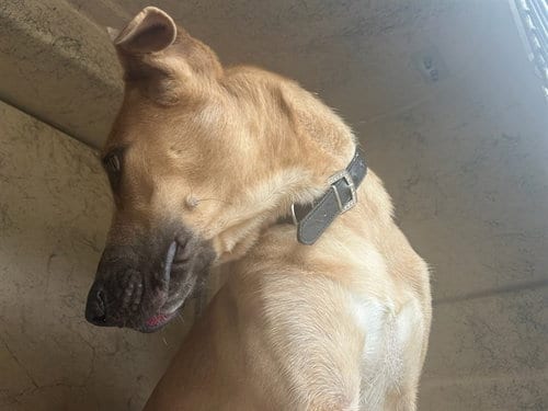 Photo of A480583, adoptable Great Dane in Oklahoma City, Oklahoma