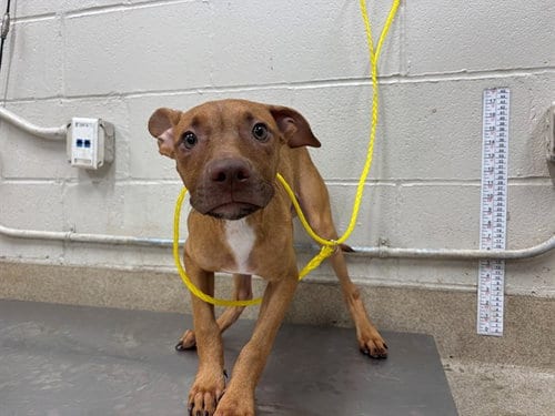 Photo of Miller, adoptable American Staffordshire Terrier in Grand Prairie, Texas