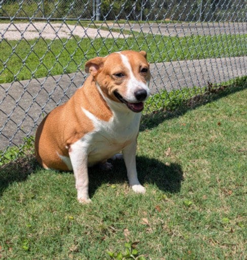 Photo of Roxy, adoptable Rat Terrier in Texas City, Texas