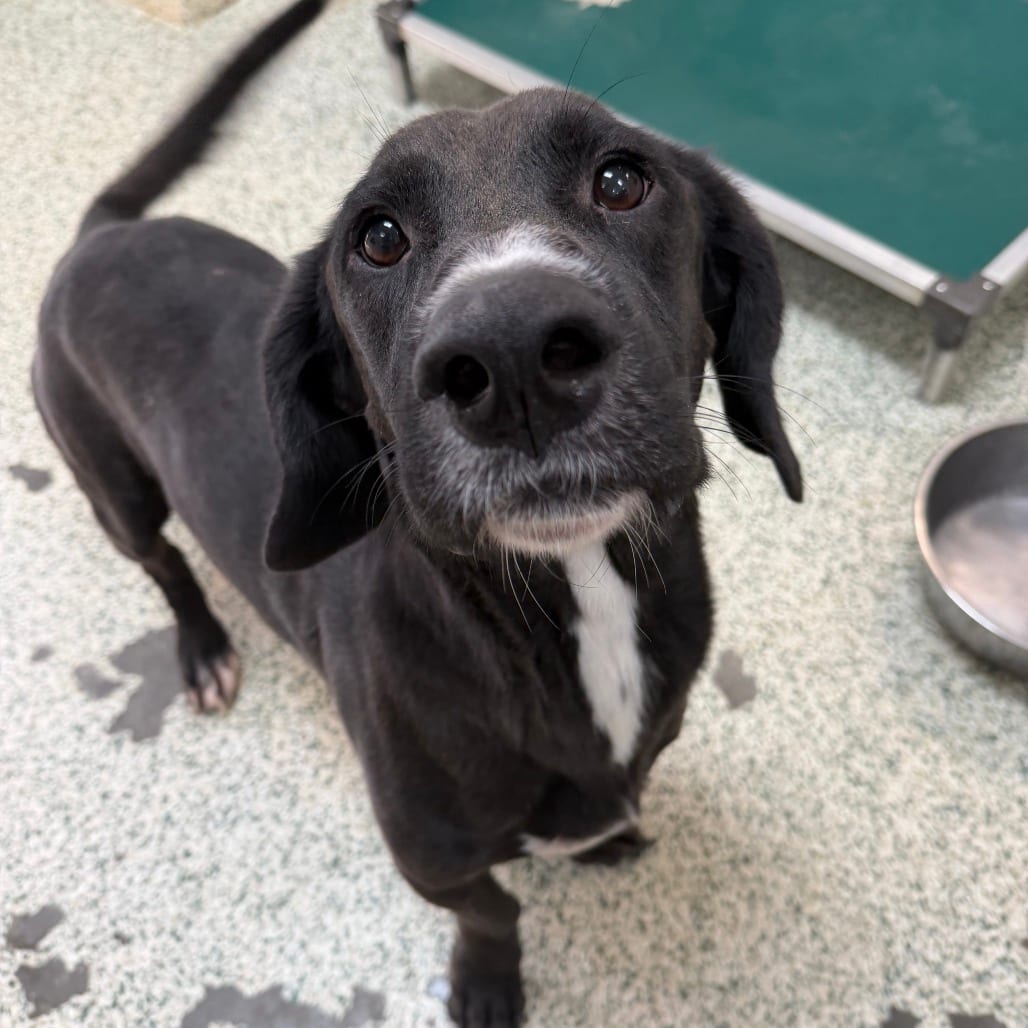 Photo of Target, adoptable Mixed Breed (Medium) in Houston, Texas