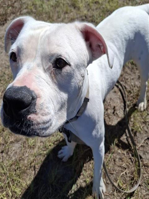 Photo of Kenya, adoptable American Pit Bull Terrier in Ocala, Florida