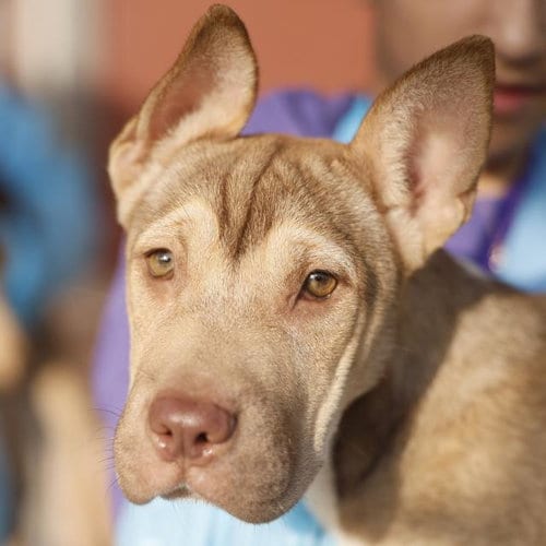Photo of Penny, adoptable American Staffordshire Terrier in San Antonio, Texas