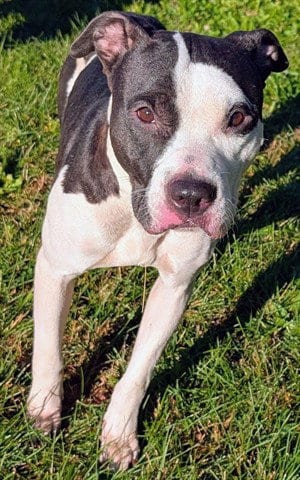 Photo of Mary-Kate, adoptable Pit Bull Terrier in Akron, Ohio