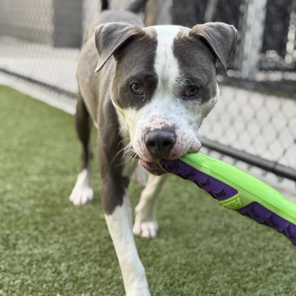 Photo of Carl, adoptable Terrier, American Pit Bull in Greensboro, North Carolina