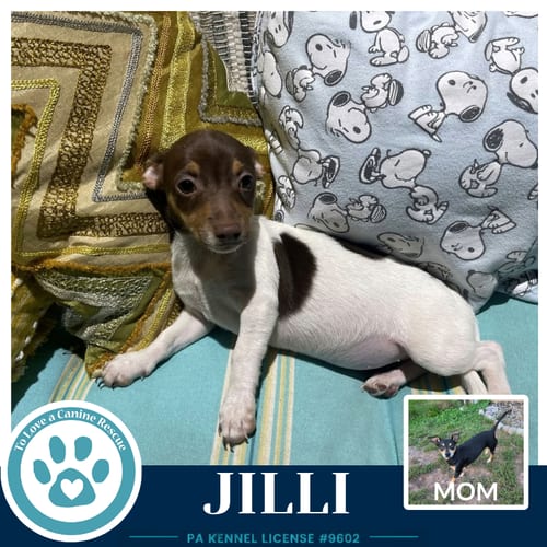 Photo of Jilli (Scooters Skittles) 100326, adoptable Chihuahua in Kimberton, Pennsylvania