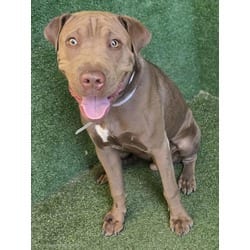 Photo of Cooper, adoptable Shar Pei in Lancaster, California