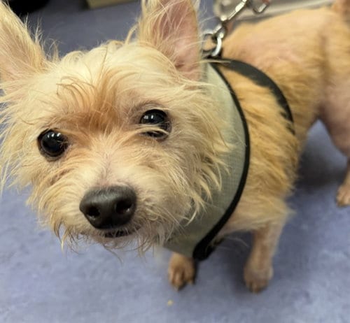Photo of Chewey, adoptable Chihuahua in Lompoc, California