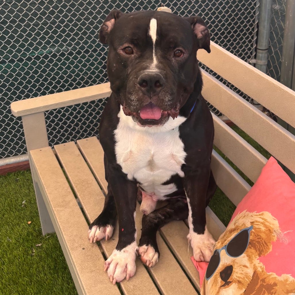 Photo of Rocko, adoptable Bulldog, American / Terrier, American Staffordshire in Henderson, Nevada