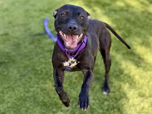 Photo of Eve, adoptable Pit Bull Terrier in Martinez, California