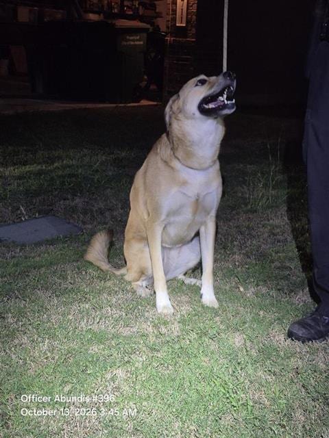 Photo of A830224, adoptable Labrador Retriever in San Antonio, Texas
