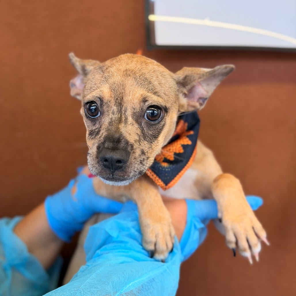 Photo of Jinx, adoptable Chihuahua / Mix in San Antonio, Texas