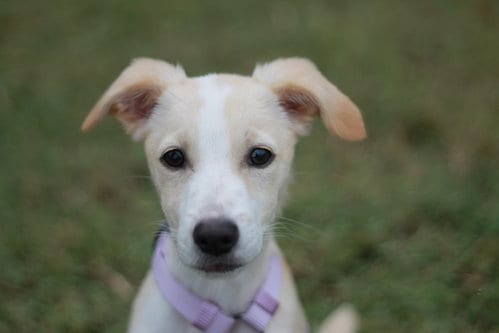 Photo of Biscuit, adoptable Feist in Cookeville, Tennessee