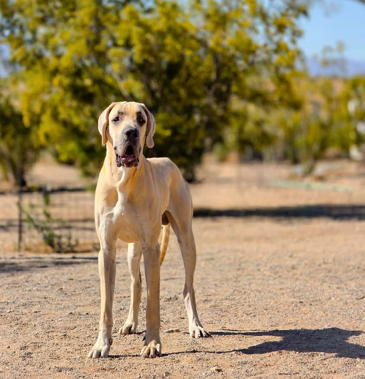 Photo of Dune, adoptable Great Dane in Tehachapi, California