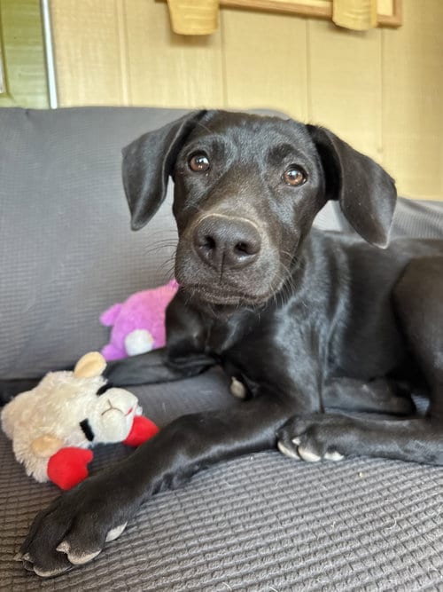 Photo of Sage, adoptable Labrador Retriever in Williamsburg, New Mexico