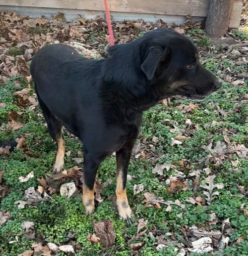 Photo of Max, adoptable Shepherd in Harrison, Arkansas
