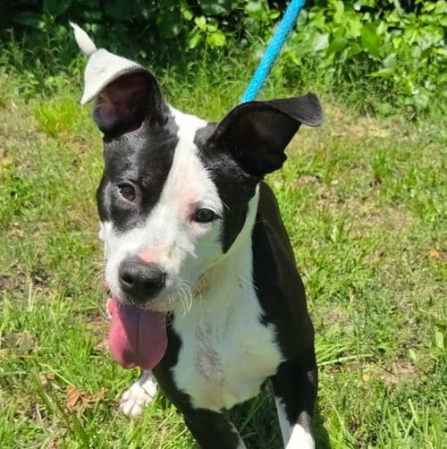 Photo of Monty, adoptable Terrier in Anniston, Alabama