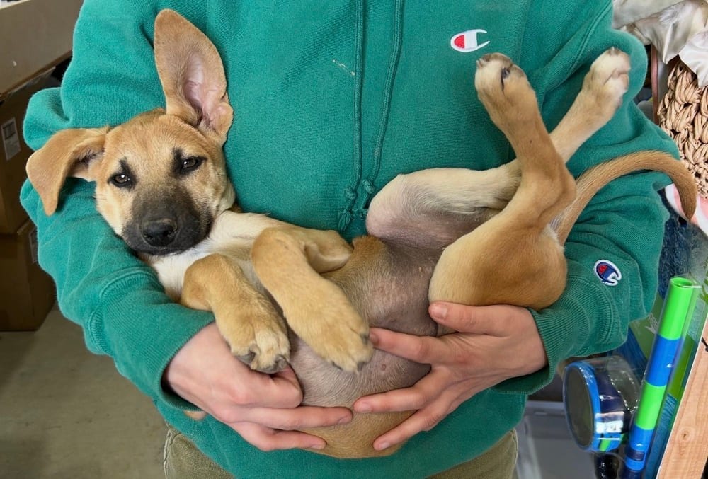 Photo of Maple, adoptable Labrador Retriever in Dana Point, California