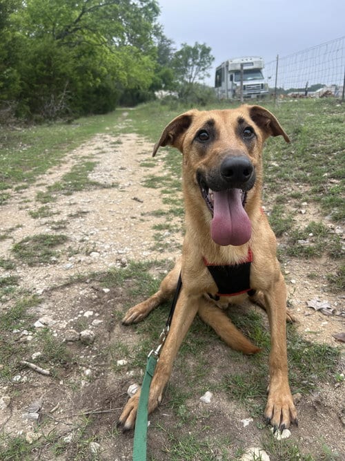 Photo of Brownie, adoptable Labrador Retriever in Pipe Creek, Texas