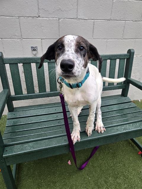 Photo of Higgins, adoptable Australian Cattle Dog in Salem, Massachusetts