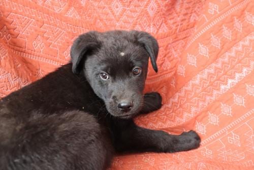 Photo of Shawn, adoptable German Shepherd Dog in Thief River Falls, Minnesota