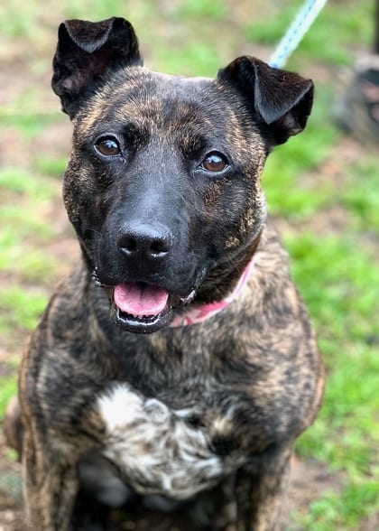 Photo of Hennessy, adoptable Dutch Shepherd/Mix in Annapolis, Maryland