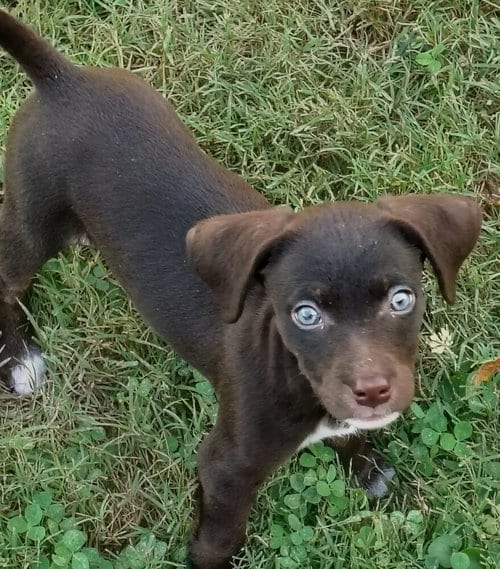 Photo of Tip, adoptable Chihuahua in Evansville, Indiana
